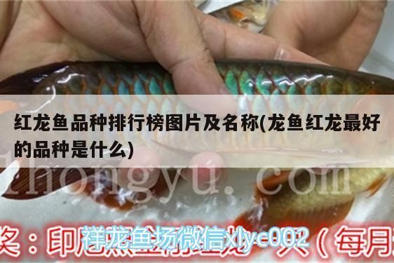 紅龍魚排名（2024年十大紅龍魚品牌的紅龍魚品牌排名）