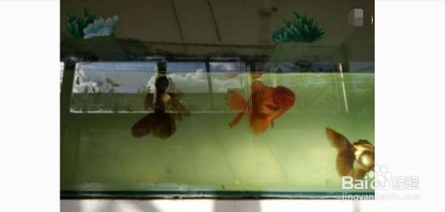 紅龍魚專用燈購買指南（關(guān)于紅龍魚專用燈的幾個疑問） 水族問答