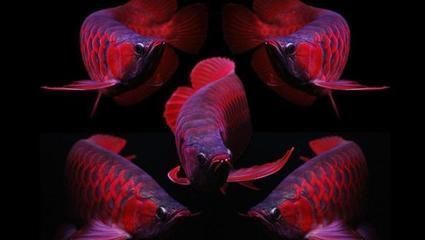 紅龍魚(yú)體型的描述句子是什么（關(guān)于紅龍魚(yú)體型的詳細(xì)描述） 龍魚(yú)百科 第2張