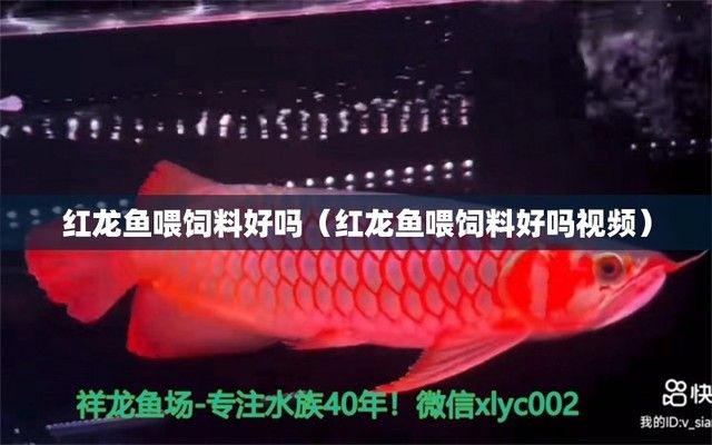 紅龍魚飼料是什么成分的（紅龍魚飼料成分設(shè)計(jì)旨在滿足其生長(zhǎng)和發(fā)育的營(yíng)養(yǎng)需求） 龍魚百科 第4張