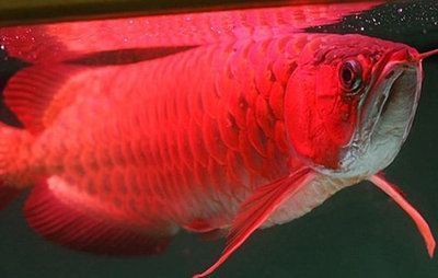 紅龍魚增色餌料配方（如何正確使用紅龍魚增色餌料？） 水族問(wèn)答