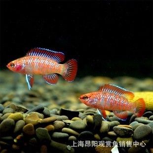 火焰龍魚(yú)多少錢(qián)？（如何辨別火焰龍魚(yú)品相） 龍魚(yú)百科 第4張