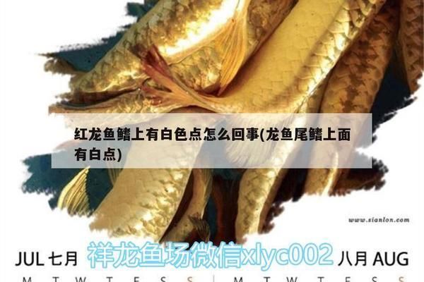 紅龍魚鰭上有白色點(diǎn)怎么回事兒（如何預(yù)防紅龍魚水霉?。? title=