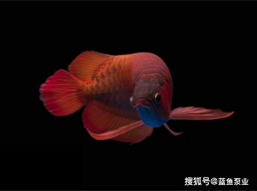 紅龍魚幼苗最佳喂養(yǎng)時間（喂養(yǎng)紅龍魚幼苗的注意事項） 水族問答