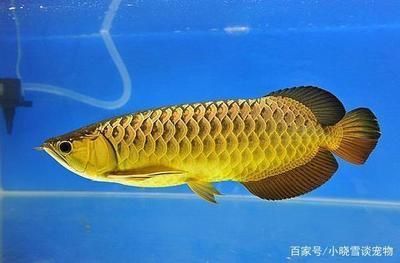 紅龍魚開什么顏色的燈（關(guān)于紅龍魚的燈光顏色選擇的建議）