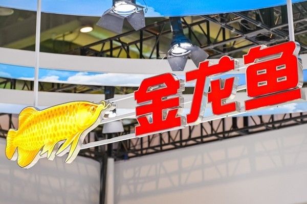 紅龍魚幼苗成長(zhǎng)速度對(duì)比 水族問答