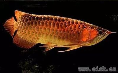 紅龍魚游姿優(yōu)雅的特征（關于紅龍魚的問題） 水族問答