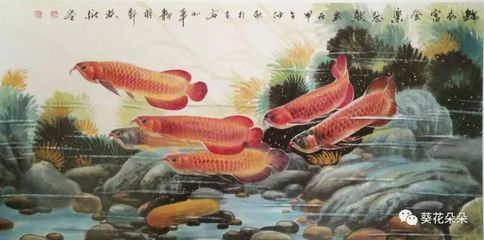 金龍魚的歷史起源（金龍魚品牌的歷史）