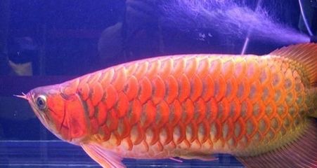 紅色金龍魚價格（紅色金龍魚價格因其品種、大小、健康狀況等因素差異）