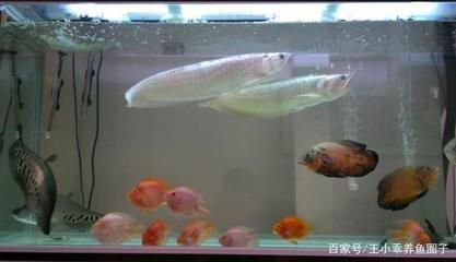 家里養(yǎng)銀龍魚風水好嗎（銀龍魚風水搭配指南） 龍魚百科 第5張