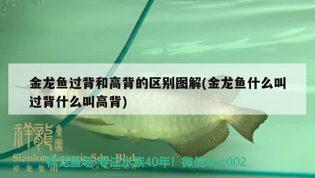 金龍魚高背好還是過背好呢（過背金龍魚與高背金龍魚的價(jià)格對比） 龍魚百科 第1張