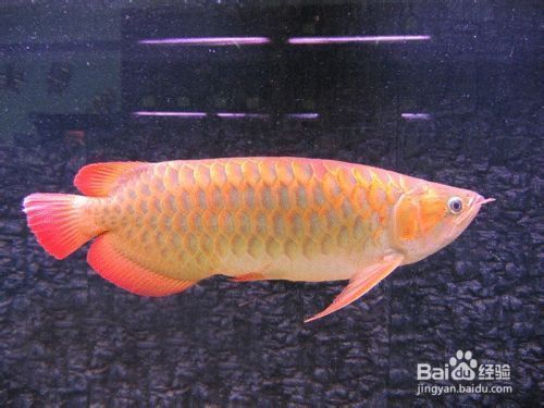 金龍魚適合吃什么飼料好（金龍魚專用飼料品牌推薦） 龍魚百科 第5張