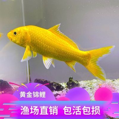 龍魚(yú)魚(yú)缸寬度最低要求（養(yǎng)龍魚(yú)的魚(yú)缸寬度是多少？）