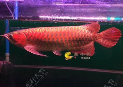 紅龍魚有名的漁場是什么魚（印尼紅龍魚養(yǎng)殖場特色介紹）