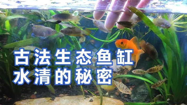 魚(yú)缸羊絨棉和白棉的區(qū)別（羊絨棉和白棉的區(qū)別）