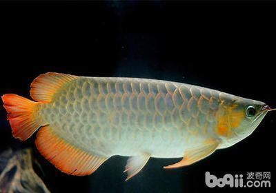 高端龍魚(yú)缸有哪些品種圖片（高端龍魚(yú)缸品種包括 水族問(wèn)答