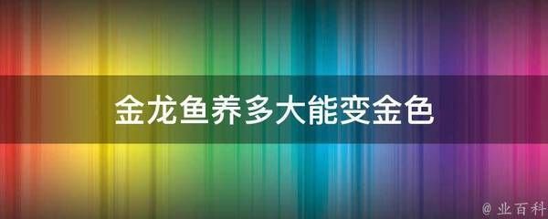 金龍魚變金色過(guò)程（金龍魚發(fā)色加速方法,如何改善金龍魚水質(zhì)）