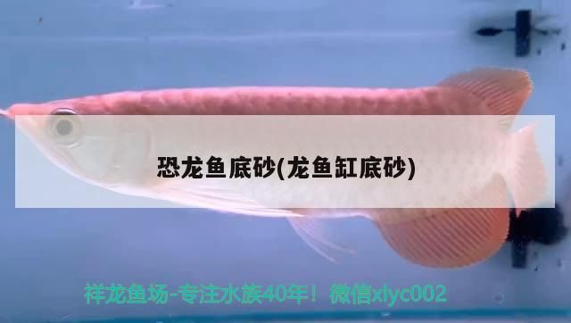 虎紋恐龍魚需要底砂嗎為什么（如何維護虎紋恐龍魚底砂選擇指南） 龍魚百科 第4張