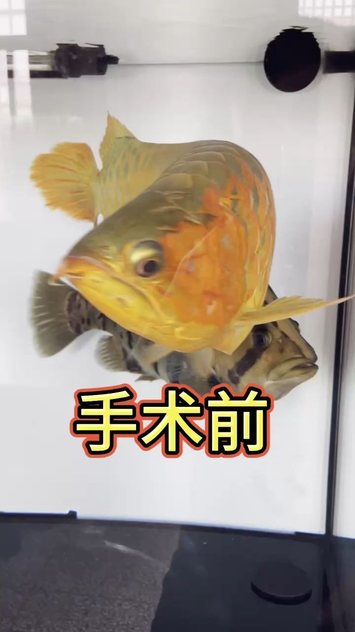 龍魚(yú)美容手術(shù)（招龍魚(yú)美容手術(shù)學(xué)員,魚(yú)樂(lè)世界cyl評(píng)論：術(shù)后看起來(lái)沒(méi)有靈氣了） 觀賞魚(yú)論壇