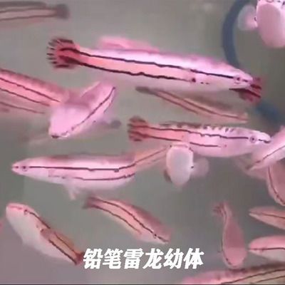 紅龍魚體色不均的原因（關(guān)于紅龍魚體色不均的問題） 水族問答