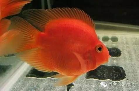 鸚鵡魚（鸚鵡魚是一種色彩斑斕、形態(tài)各異的熱帶觀賞魚）