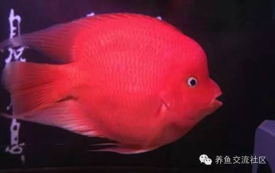 鸚鵡魚（鸚鵡魚是一種色彩斑斕、形態(tài)各異的熱帶觀賞魚）