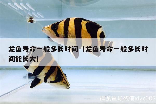 紅眼白子龍魚壽命多少年（紅眼白子龍魚壽命多少年紅眼白子龍魚繁殖方法） 龍魚百科 第2張