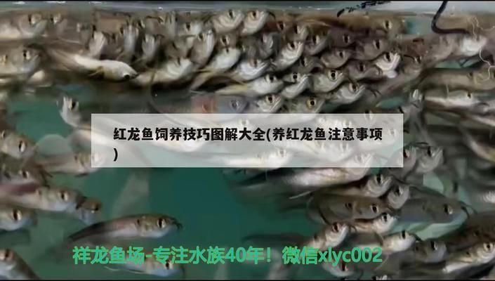 紅龍魚幼魚飼養(yǎng)技巧圖解（紅龍魚幼魚飼養(yǎng)常見誤區(qū)如何自制紅龍魚幼魚飼料）