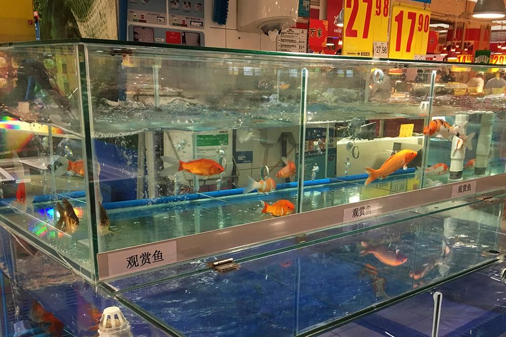 大同市城區(qū)草工坊草景水族館（大同城區(qū)草工坊草景水族館） 全國觀賞魚市場