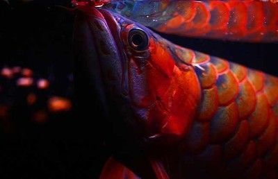 紅龍魚幼魚用什么背景飼養(yǎng)好？（紅龍魚幼魚的飼養(yǎng)背景選擇） 龍魚百科 第5張