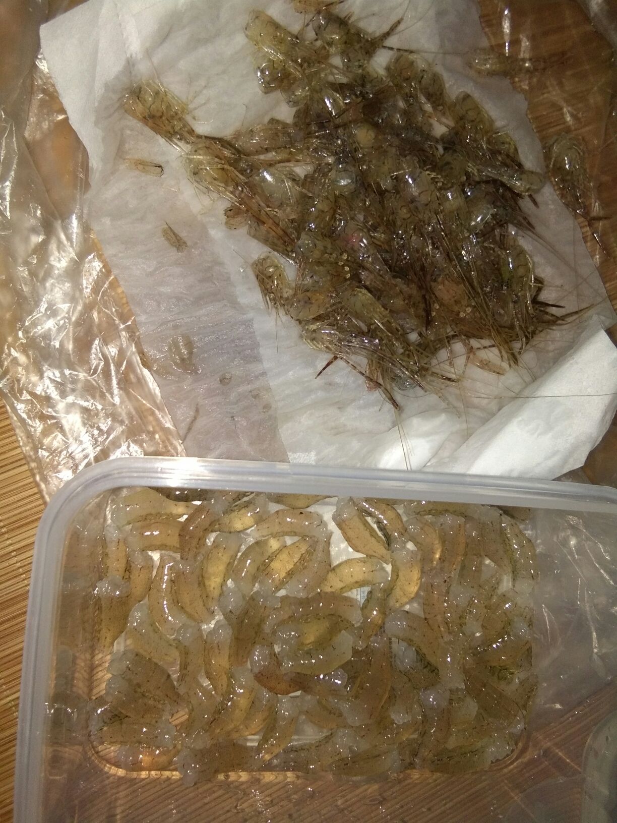 資陽觀賞魚市場一條紅龍一條三紋虎三塊錢一天一個(gè)月1000元伙食