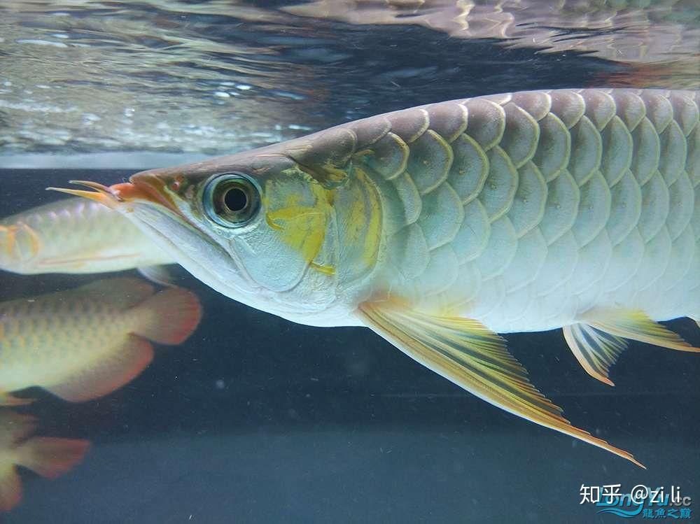 撫順水族館請教各位大神救救我的小金龍