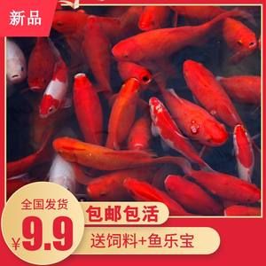 龍魚養(yǎng)成記