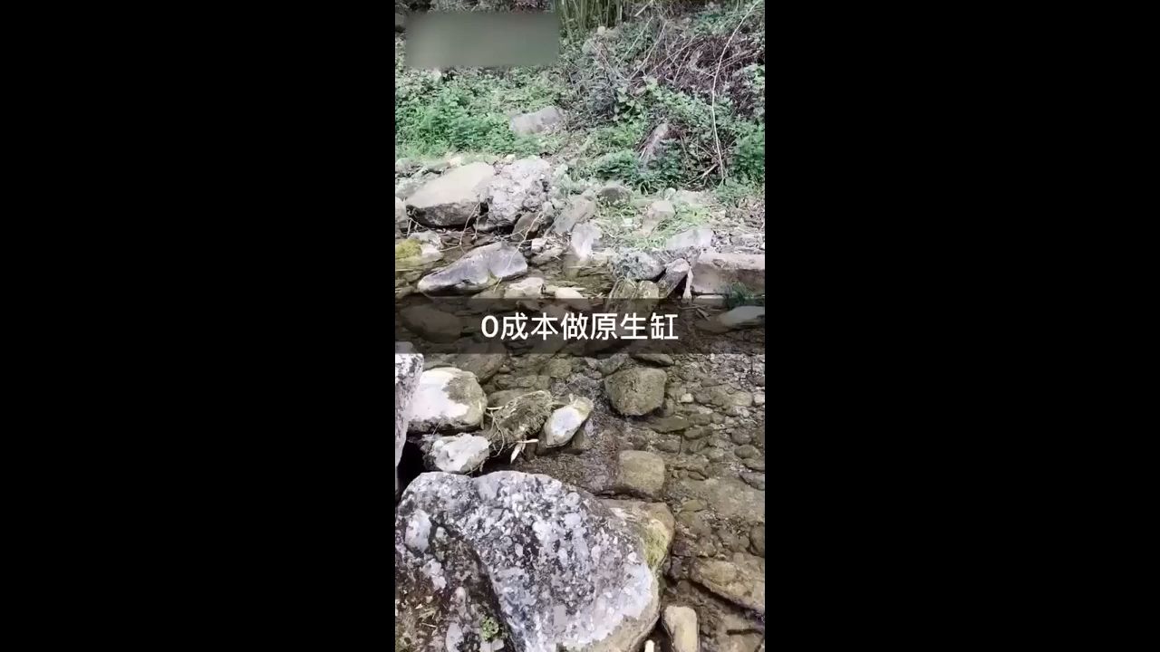 丹東觀賞魚市場不花一毛錢0成本做原生缸