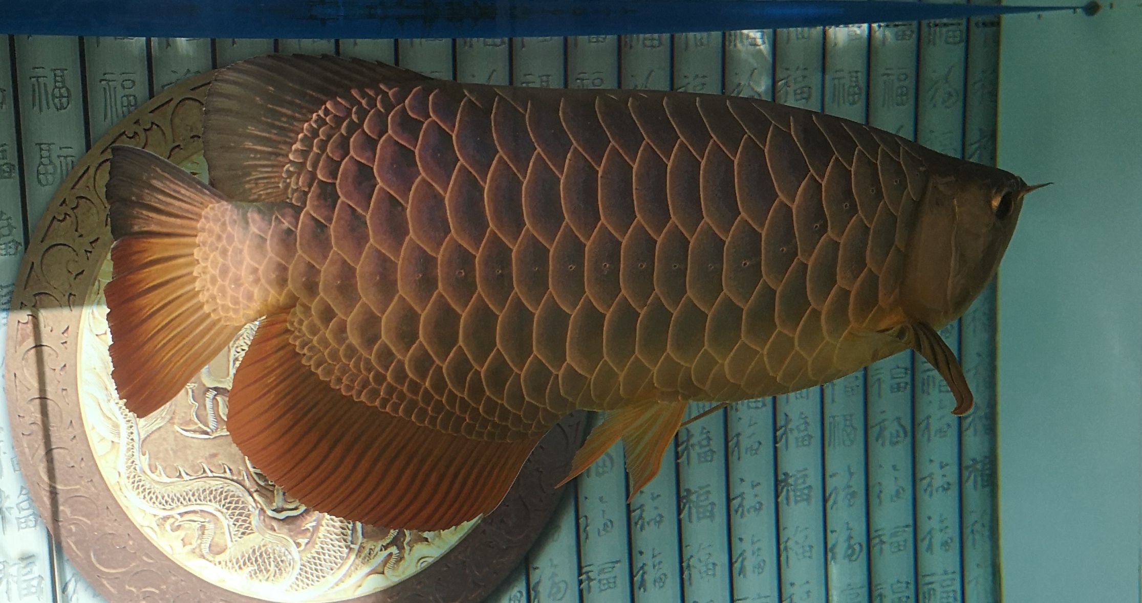 南通水族館好久沒簽到了