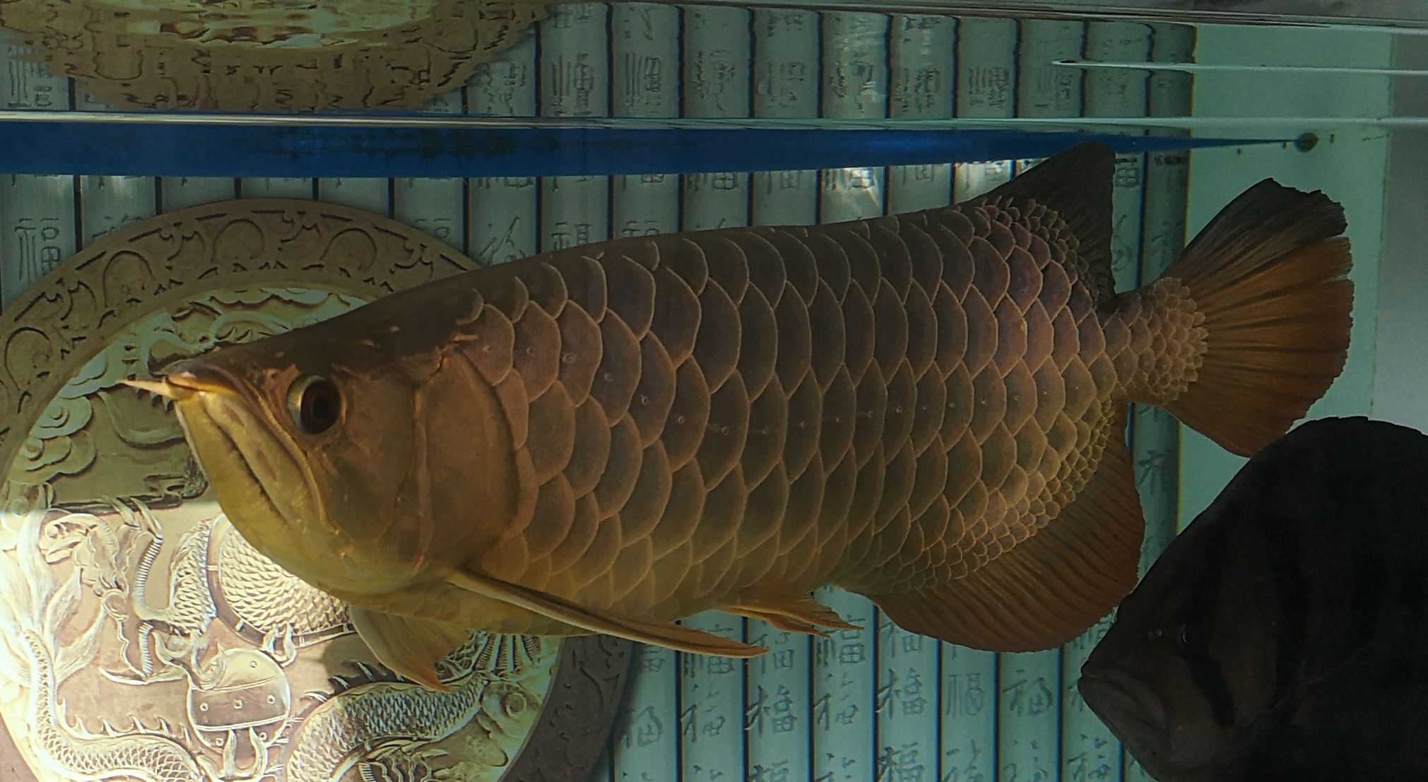 南通水族館好久沒簽到了 一眉道人魚 第4張