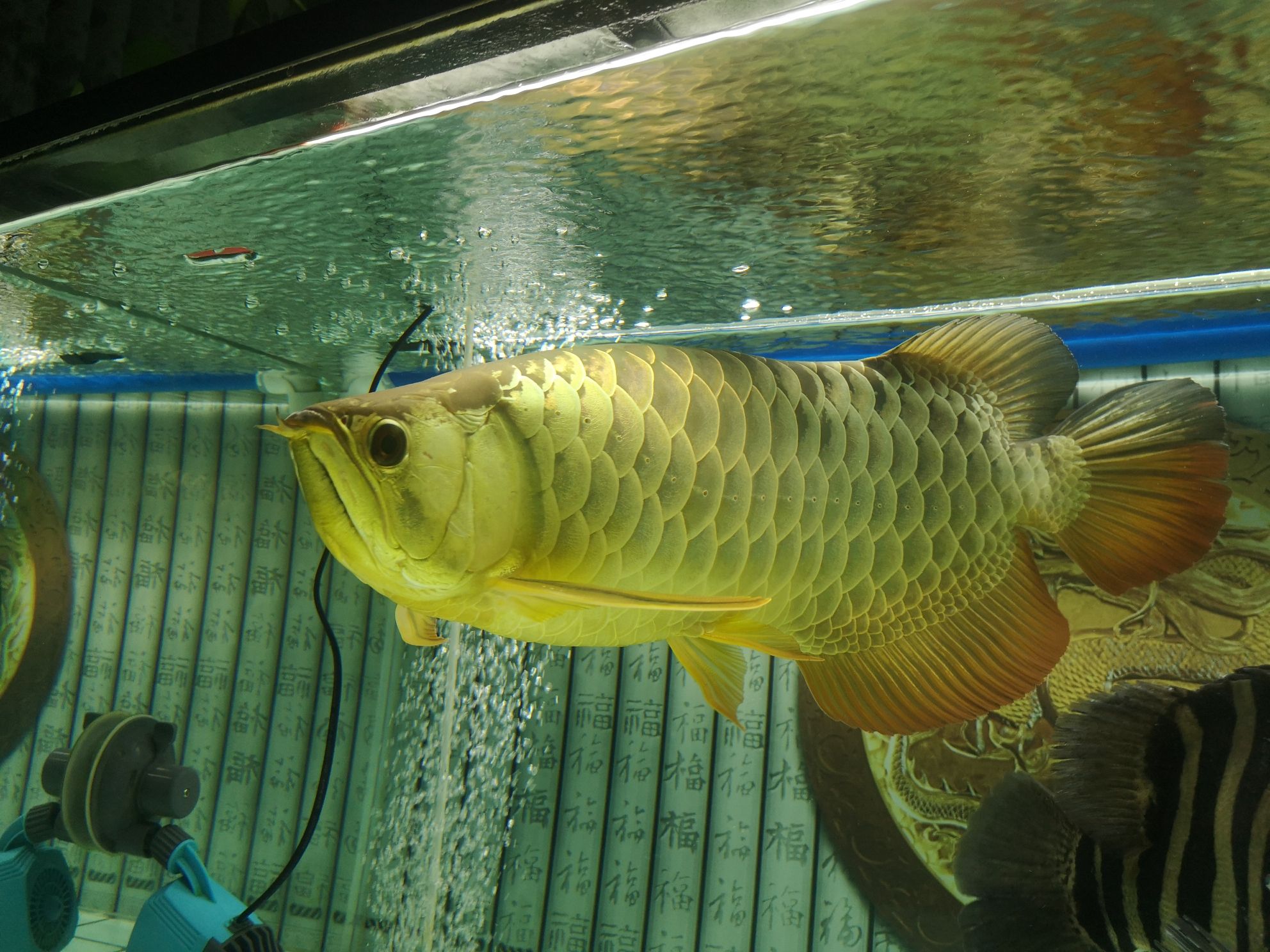 南通水族館好久沒簽到了 一眉道人魚 第7張