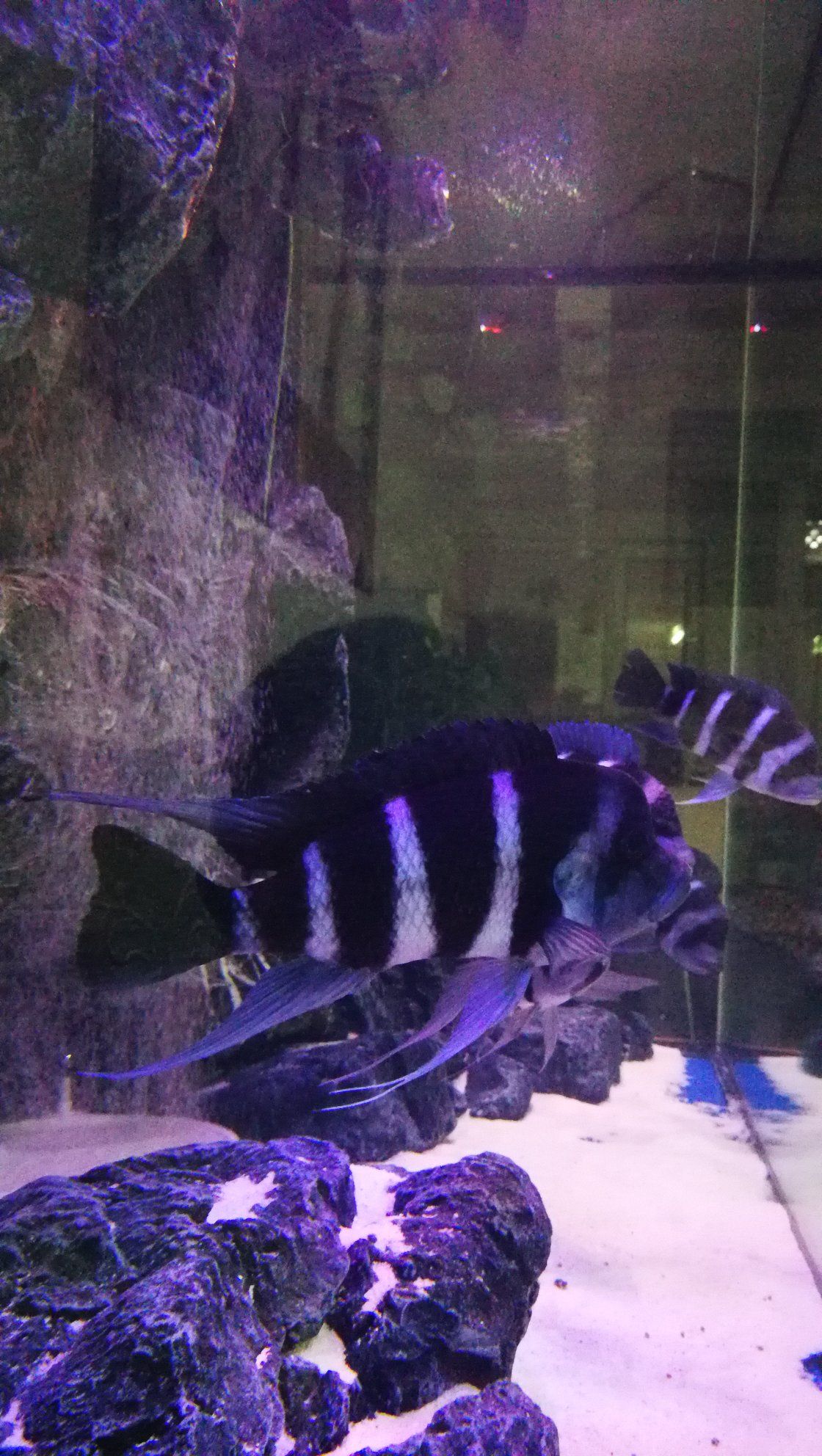 南充水族館三湖魚 丹頂錦鯉魚 第5張