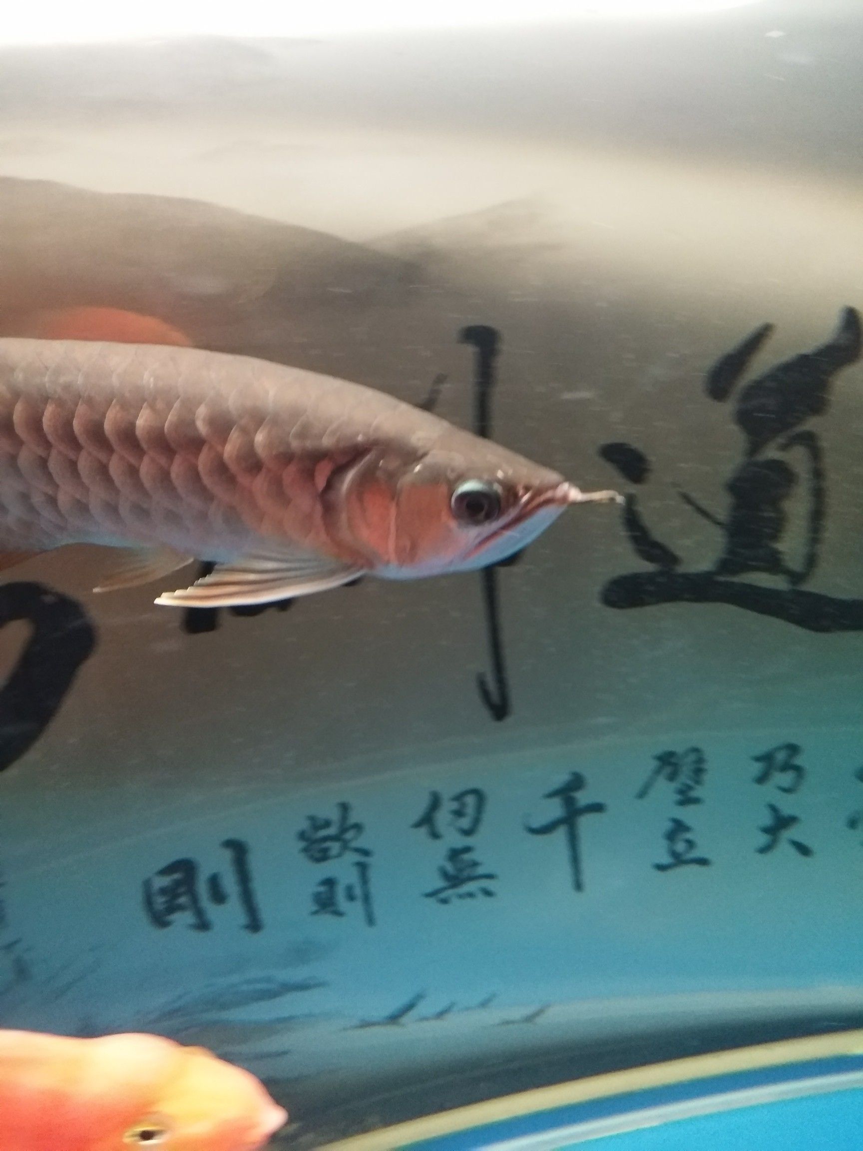 求助小龍輕微張嘴 BD魟魚 第4張