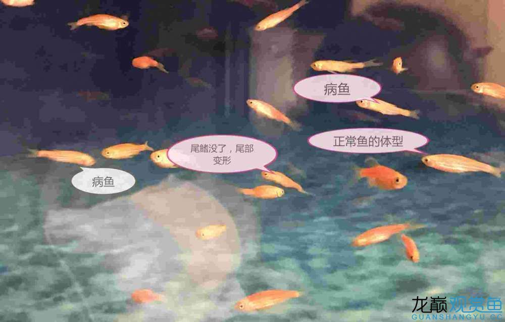 荊州水族館幫我看看如何治療病魚？ 斑馬鴨嘴魚 第5張