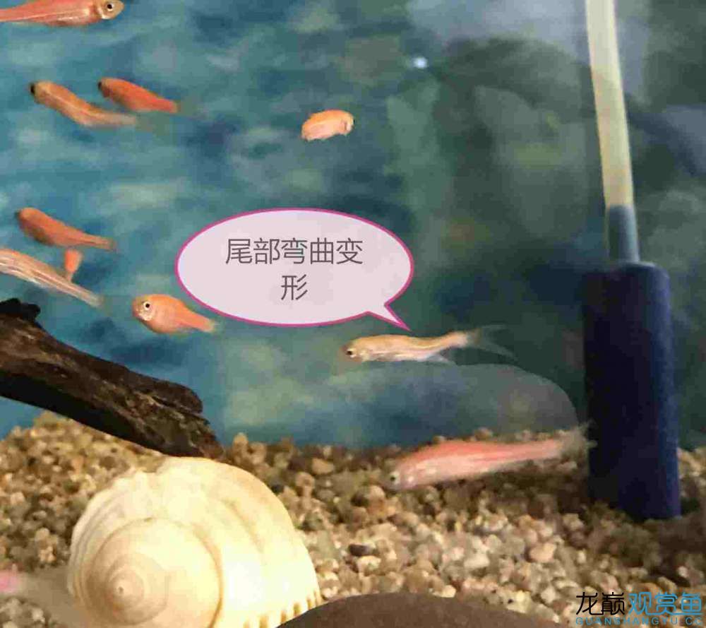 荊州水族館幫我看看如何治療病魚？ 斑馬鴨嘴魚 第4張