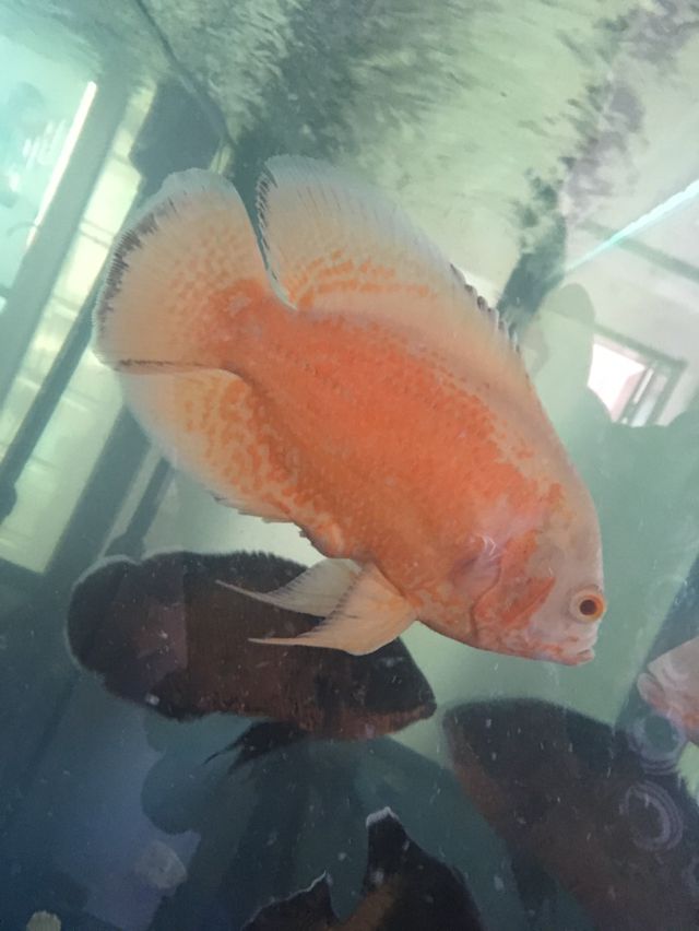 日喀則水族館地圖魚這是腸炎嗎