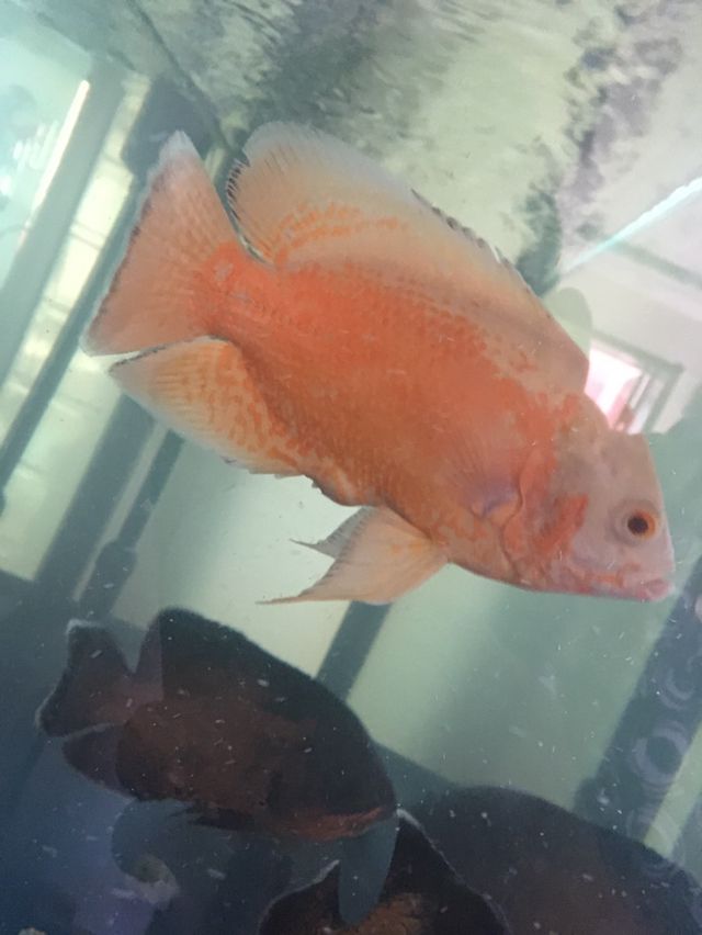 日喀則水族館地圖魚這是腸炎嗎