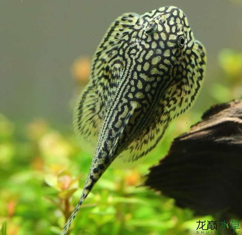 花里胡哨的草缸工具魚(yú)思凡腹吸鰍 粗線銀版魚(yú) 第4張