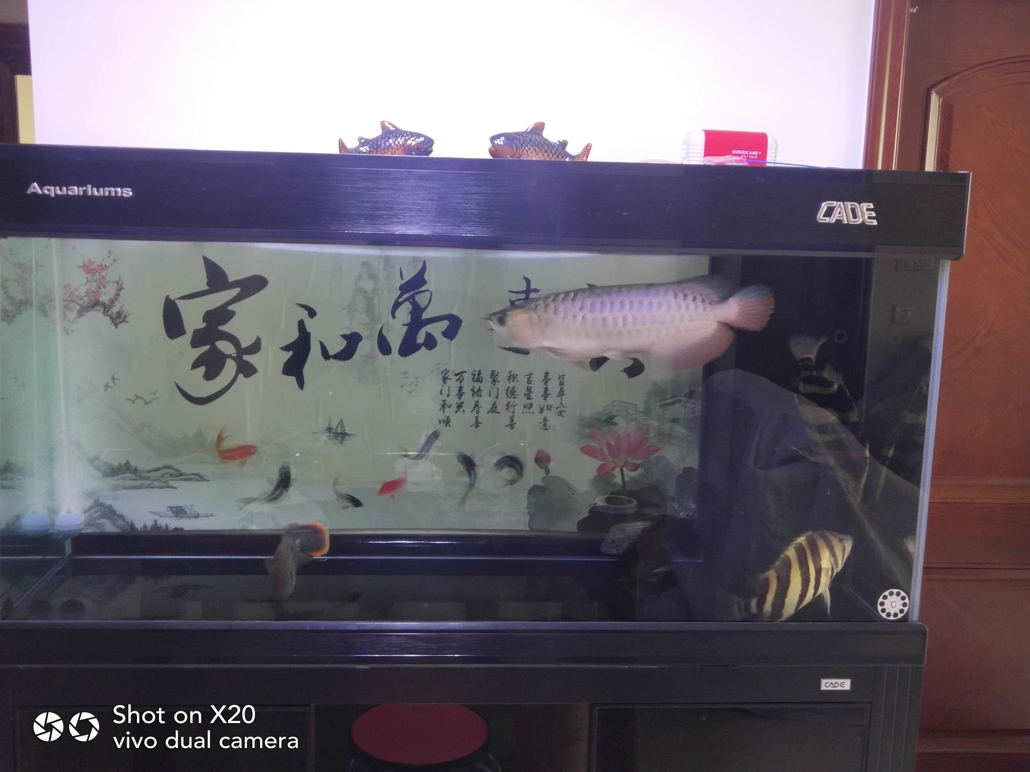 龍魚混養(yǎng)選粗線還是黃金鯽 虎紋銀版魚 第4張