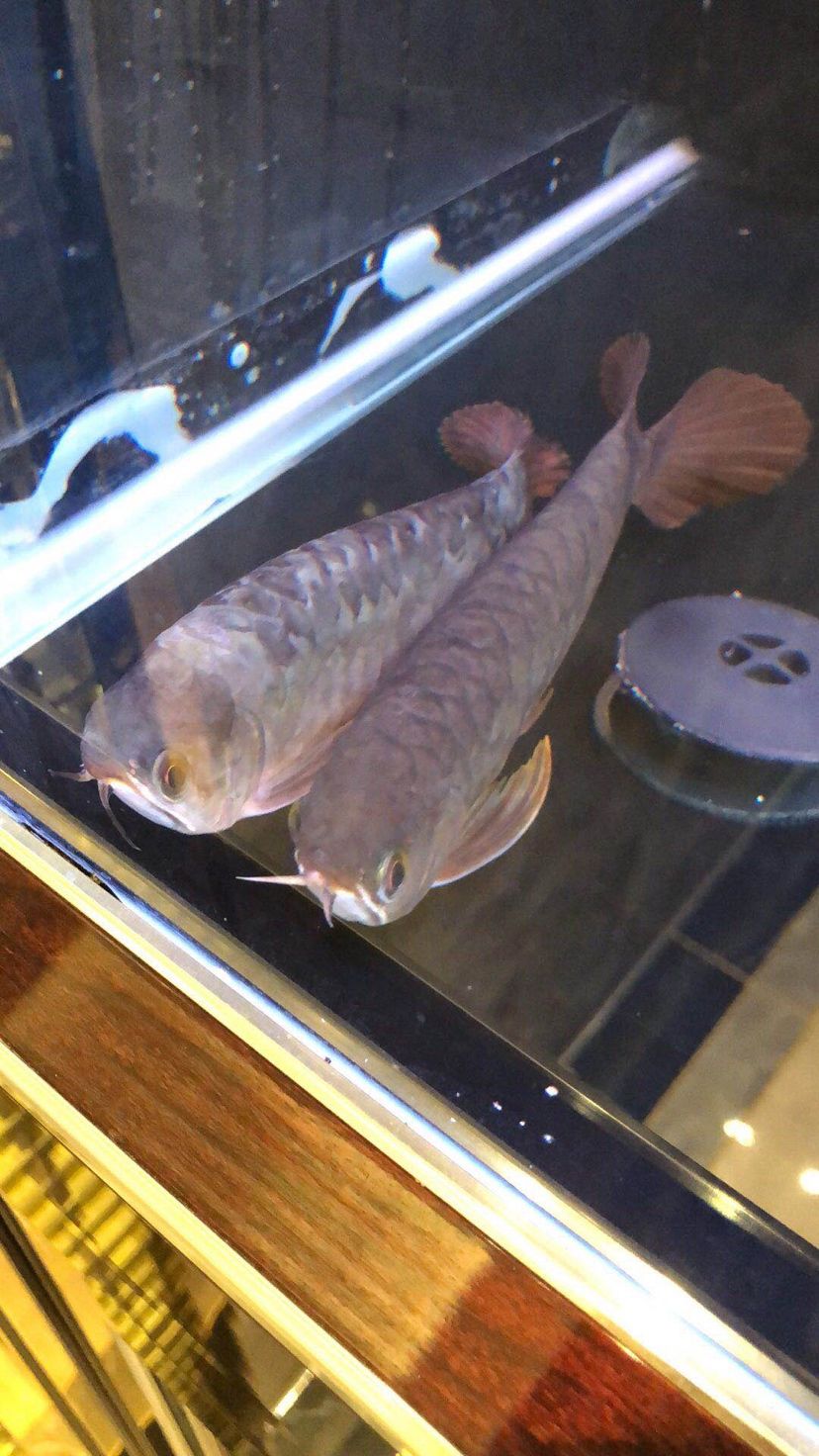 發(fā)燒級科研宅的養(yǎng)魚之路料猛干貨足 沖氧泵 第4張