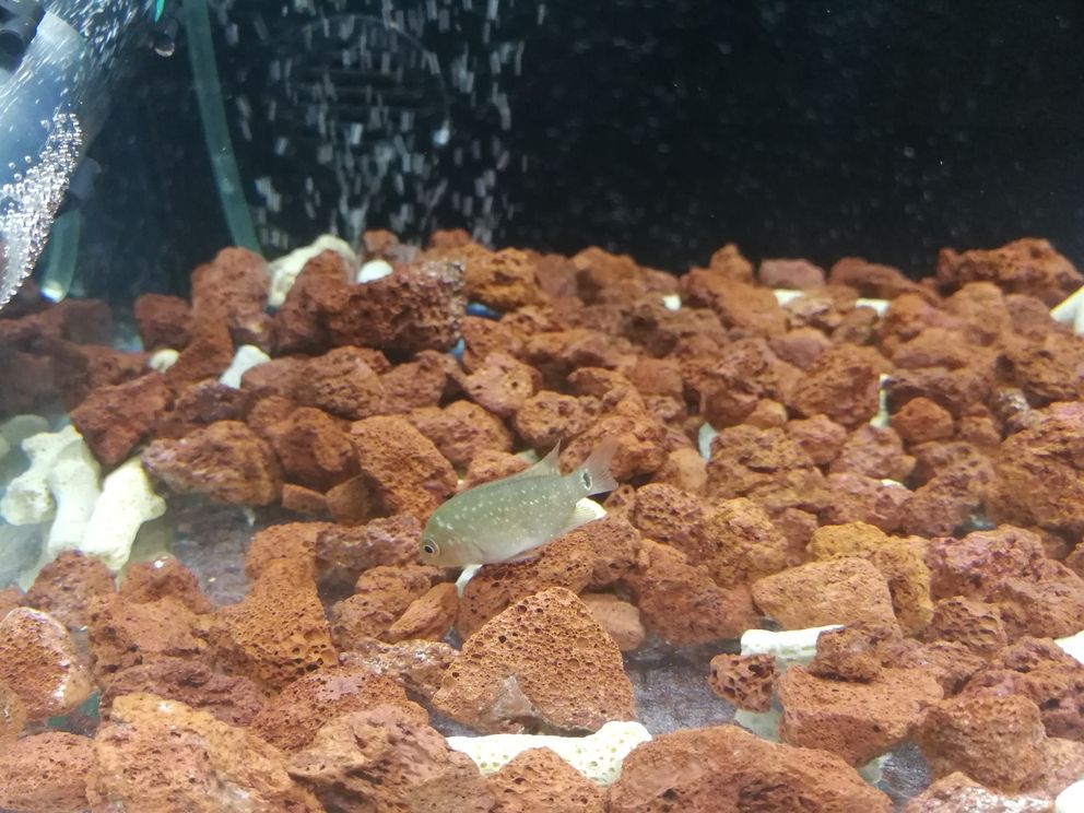 打卡第六天8分飽自制魚缸蓋