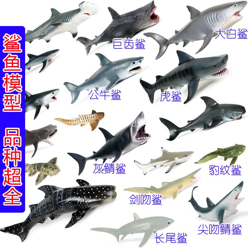 嘉興水族館新手跳海求問(wèn) 月光鴨嘴魚(yú)