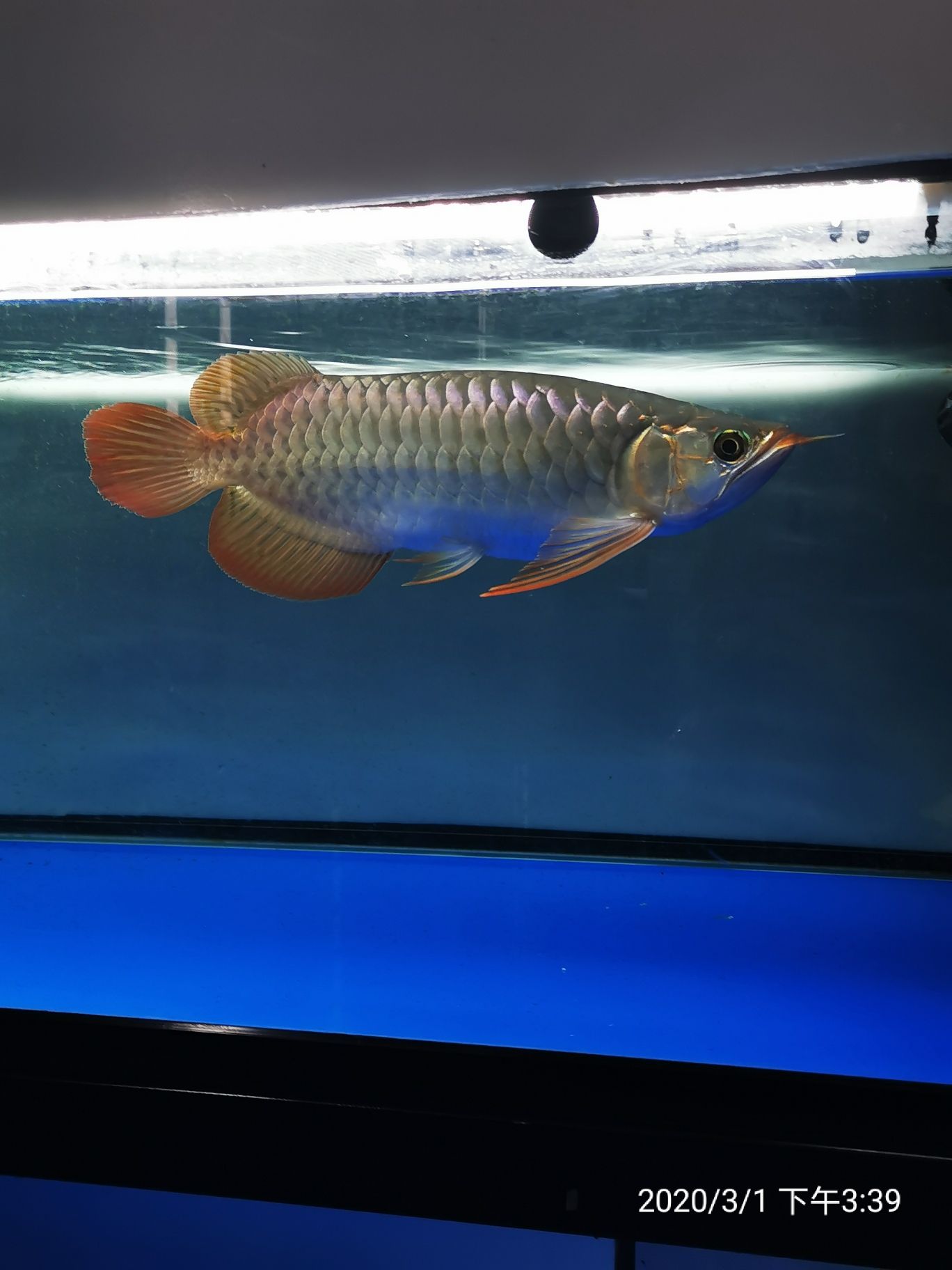 商洛水族館賞魚說說紅龍 大湖紅龍魚 第3張