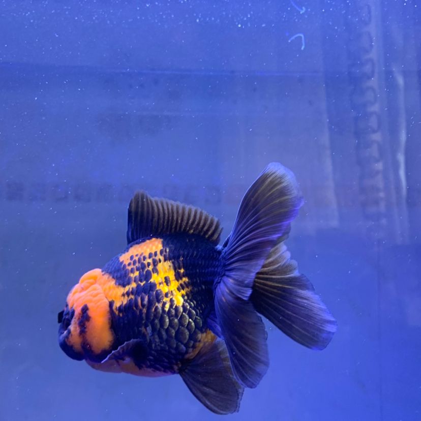 玉溪觀賞魚市場新入泰獅金魚圈 觀賞魚市場（混養(yǎng)魚） 第4張